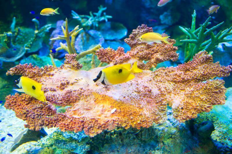 サンゴ礁の魚