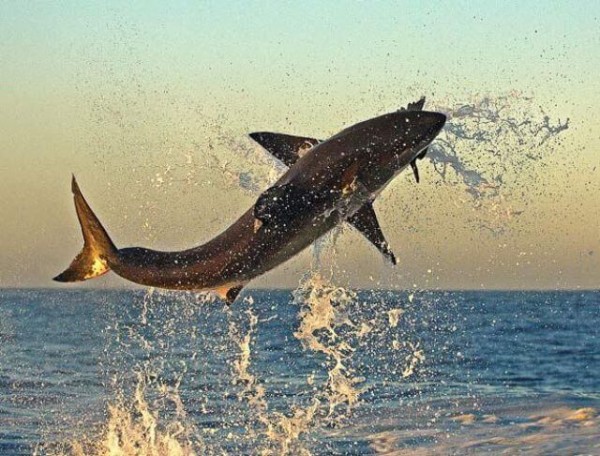 冬のダイビングが最高！伊東の海が熱い！すごい海の可能性がある海に行ってきました。　多摩市・武蔵野市・三鷹市から通いやすいダイビングスクール
