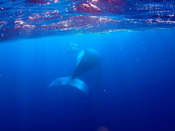 この興奮は見た人しかわからない！徳之島ザトウクジラツアー　府中・三鷹・西東京から通いやすいダイビングスクール