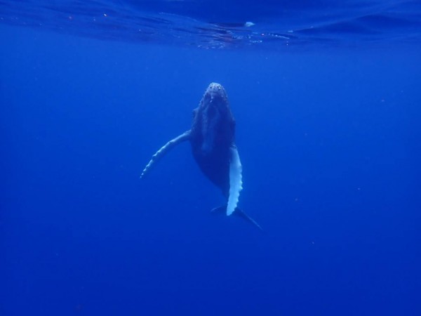 ダイビングを始めて徳之島で親子クジラと泳ぐ感動体験！新宿・三鷹・渋谷から通いやすいダイビングスクール　東京ダイビングスクールBeyond